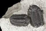 Three Eldredgeops (Phacops) Trilobites - New York #55004-2